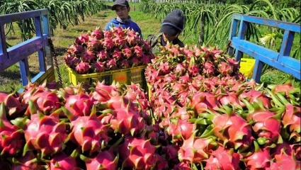 Xuất khẩu rau quả sang Trung Quốc giảm mạnh, kéo tụt kim ngạch xuất khẩu cả nước