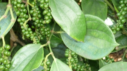 Thị trường có dấu hiệu xả hàng, xuất khẩu hồ tiêu giảm 3 tháng liên tiếp