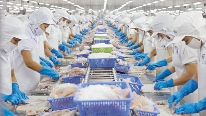 Lợi nhuận quý 3 ngành thủy sản: VHC, ANV, FMC qua đỉnh, MPC giảm so với cùng kỳ