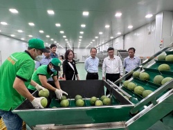 Thử thách cạnh tranh bưởi da xanh Việt Nam tại Mỹ