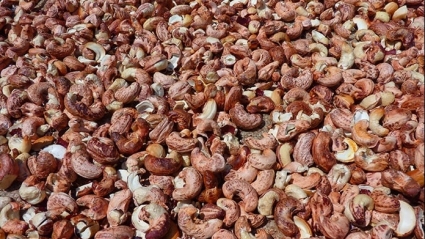 Doanh nghiệp xuất khẩu điều giảm lỗ nhờ... vỏ