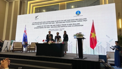 New Zealand Officially Announces the Import of Pomelos and Limes from Vietnam