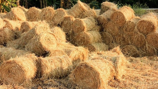 Phụ phẩm từ cây lúa: 