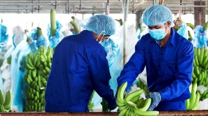 HAGL lãi hơn 1.100 tỷ đồng, sắp cán đích lợi nhuận năm sau 11 tháng