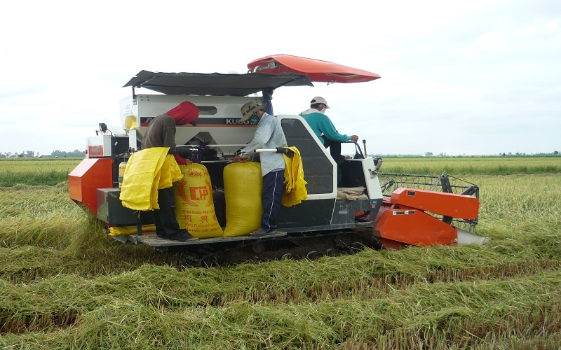 Ấn Độ tiếp tục hạn chế xuất khẩu gạo trắng, Việt Nam đón tác động gì?