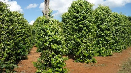 Hồ tiêu Việt Nam trở lại nhóm ngành hàng đạt kim ngạch xuất khẩu "tỷ đô"