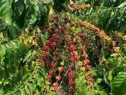 Xuất khẩu cà phê sẽ gặp khó khăn tại thị trường EU trong năm 2023