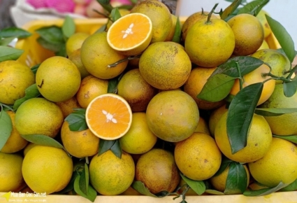 Xuất chuyến hàng cam Cao Phong đầu tiên sang Anh