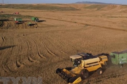 FAO: Giá lương thực toàn cầu tăng hơn 14% trong năm 2022