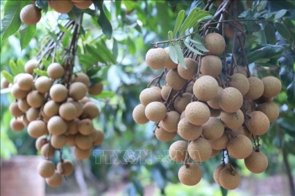 Kỳ vọng nhãn tươi Việt Nam có thị phần đáng kể ở Nhật Bản