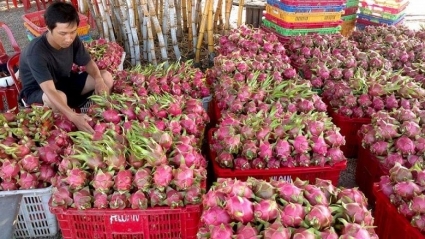Ngành rau quả hướng mục tiêu xuất khẩu 4 tỷ USD, giá dần tăng bởi thị trường Trung Quốc