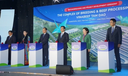 Khởi công tổ hợp chăn nuôi - chế biến thịt bò Vinabeef Tam Đảo quy mô 3.000 tỷ đồng