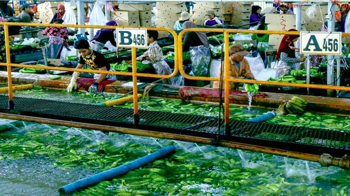 Nuôi heo gặp khó, bầu Đức thu lãi nhờ đâu?