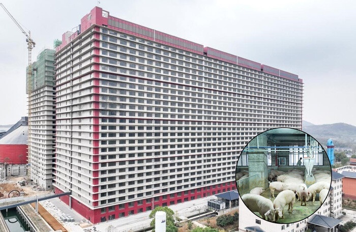 Lộ diện đại gia kín tiếng đứng sau doanh nghiệp đề xuất xây nhà cao tầng để nuôi lợn