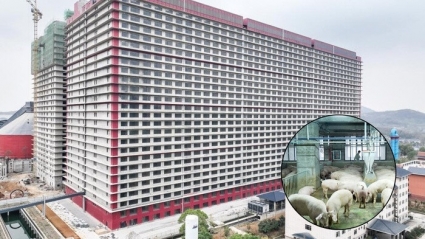 Lộ diện đại gia kín tiếng đứng sau doanh nghiệp đề xuất xây nhà cao tầng để nuôi lợn