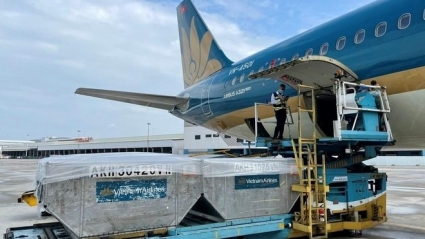 Dịch vụ Hàng hóa Nội Bài trả cổ tức bằng tiền mặt, tỷ lệ 85% năm 2022