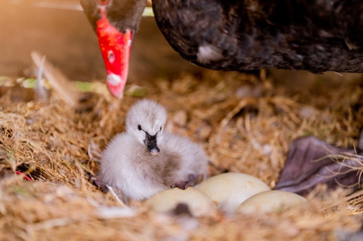 Nghỉ lễ 2/9, trẻ em thành Vinh nô nức đổ về Eco Central Park ngắm thiên nga mới sinh