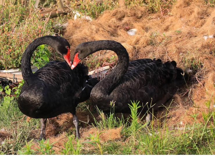 Nghỉ lễ 2/9, trẻ em thành Vinh nô nức đổ về Eco Central Park ngắm thiên nga mới sinh
