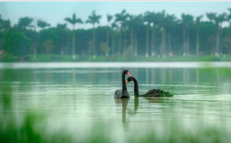 Nghỉ lễ 2/9, trẻ em thành Vinh nô nức đổ về Eco Central Park ngắm thiên nga mới sinh