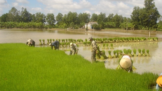 Giá gạo tăng cao, ĐBSCL sẽ có thêm hơn 300.000 tấn lúa phục vụ xuất khẩu