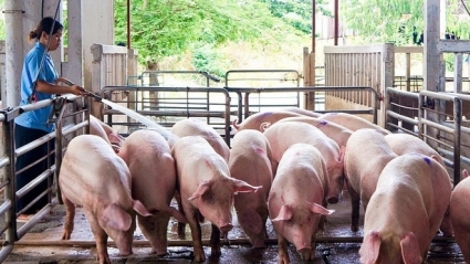Ngành chăn nuôi lợn thất thu năm 2023