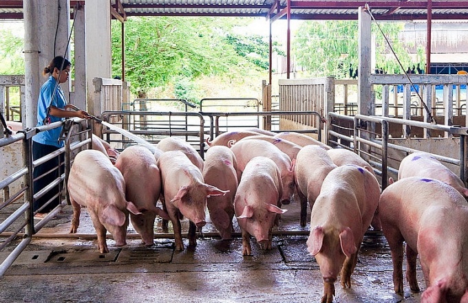 Ngành chăn nuôi lợn thất thu năm 2023