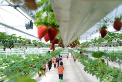 Kinh tế xanh, kinh tế tuần hoàn và công tác an toàn, vệ sinh lao động