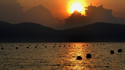 “Mùa vàng” trên đảo ngọc Phú Quốc