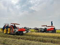 Đẩy mạnh cho vay sản xuất, kinh doanh lúa gạo