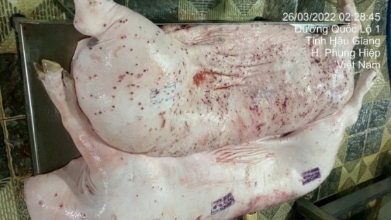 Heo bệnh và lòng tin người tiêu dùng