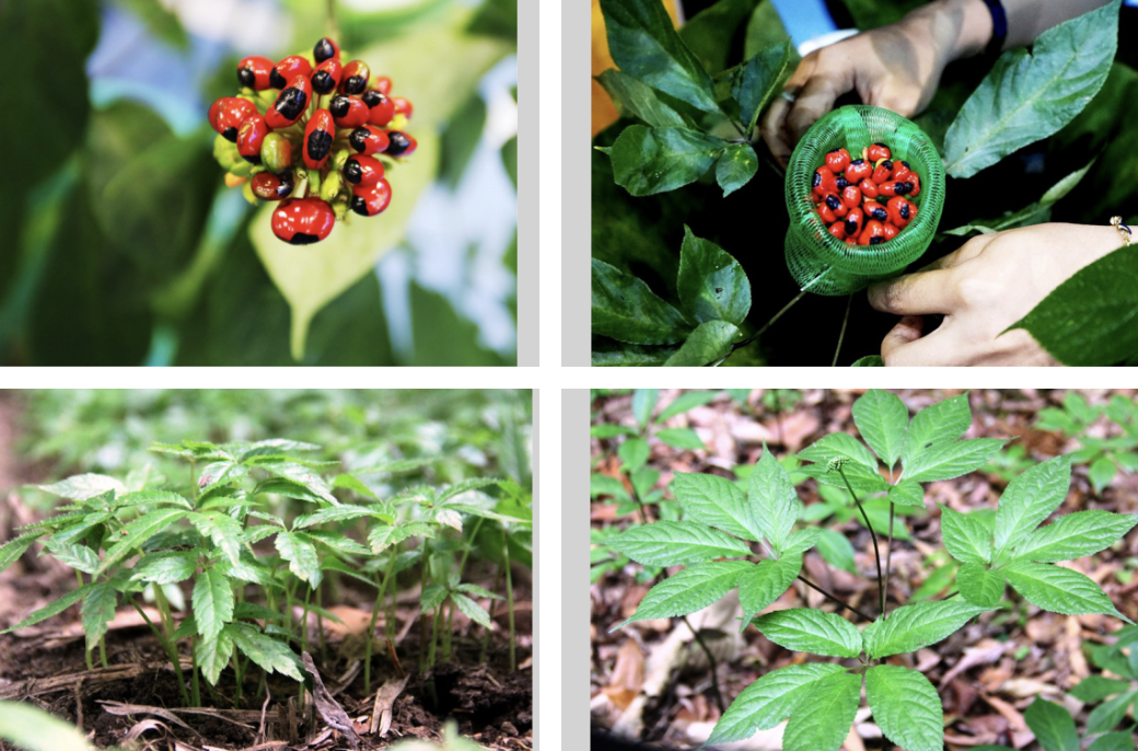 Tập đoàn Trường Hải được khảo sát, lập dự án sản xuất, chế biến Sâm Ngọc Linh và dược liệu