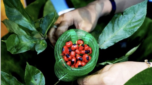 Tập đoàn Trường Hải được khảo sát, lập dự án sản xuất, chế biến Sâm Ngọc Linh và dược liệu