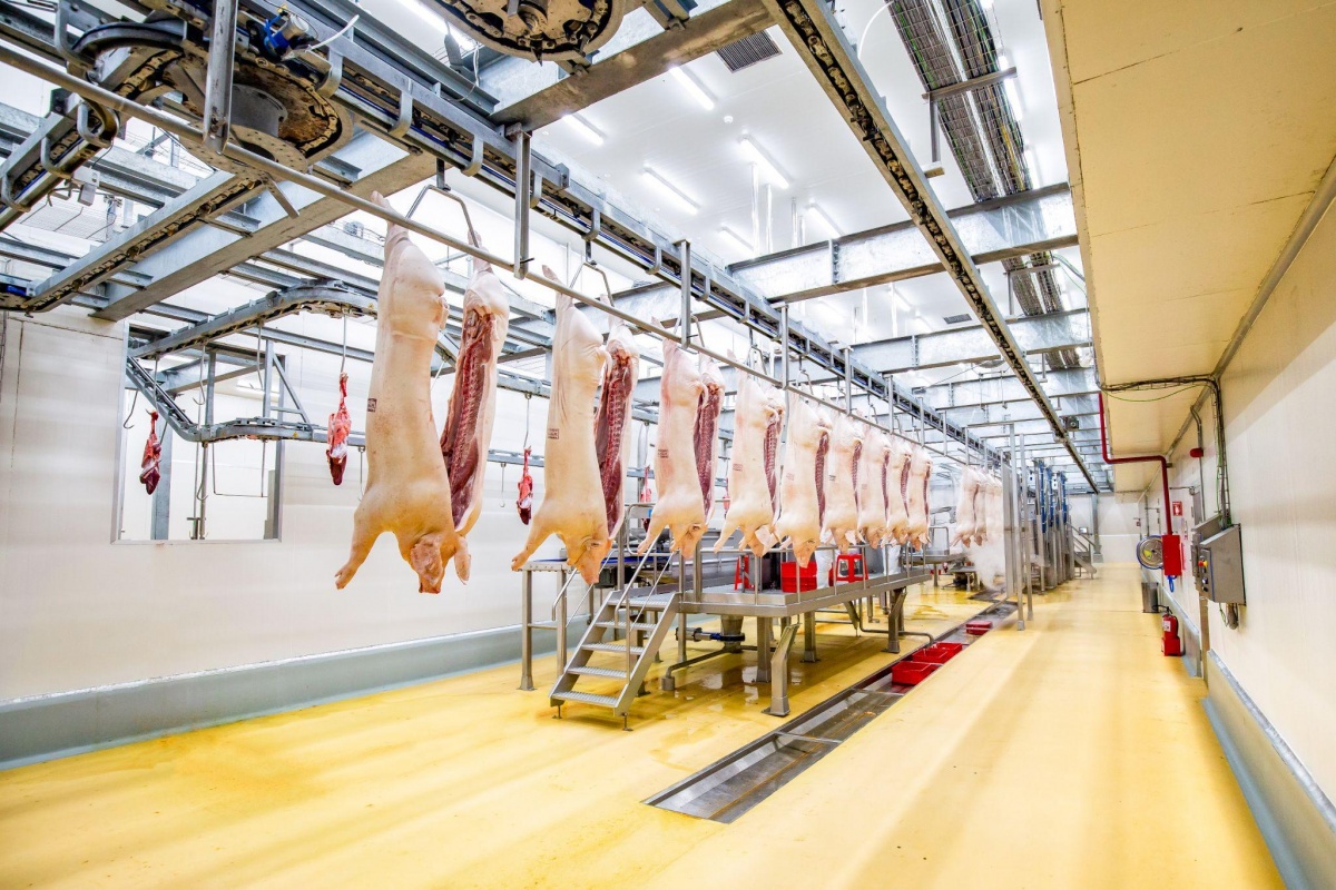 Thịt lợn sau khi giết mổ đang di chuyển vào phòng làm mát nhanh