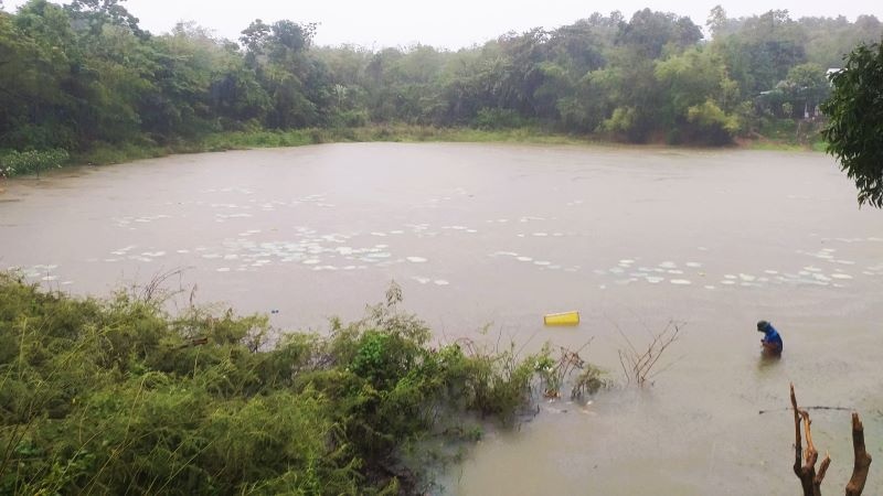 Người trồng sen Huế điêu đứng theo mưa lũ dị thường