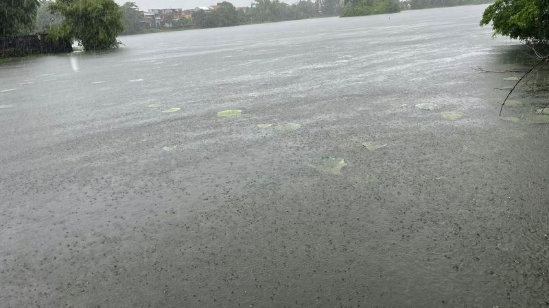 Người trồng sen Huế điêu đứng theo mưa lũ dị thường