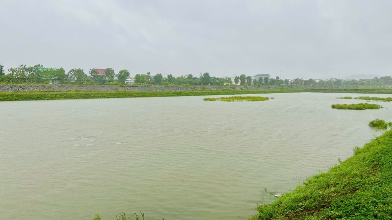 Người trồng sen Huế điêu đứng theo mưa lũ dị thường