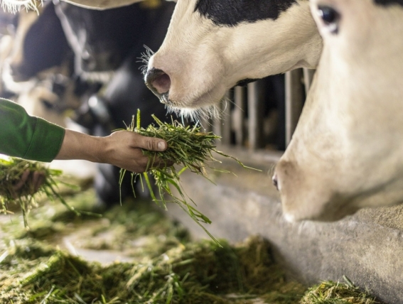 Vinamilk: “Hé lộ” quy mô trang trại giúp chủ động nguồn nguyên liệu