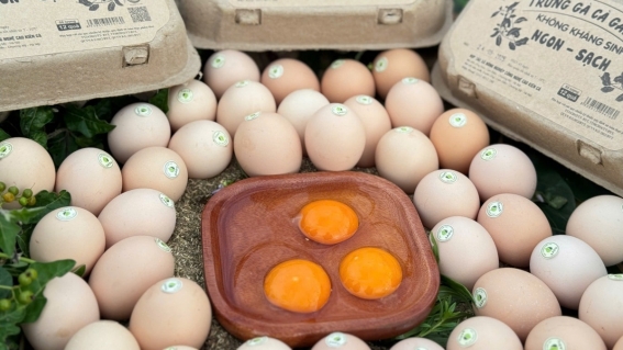 Sản phẩm trứng gà cà gai leo: Đã được kiểm định và chứng nhận đạt tiêu chuẩn chất lượng quốc gia