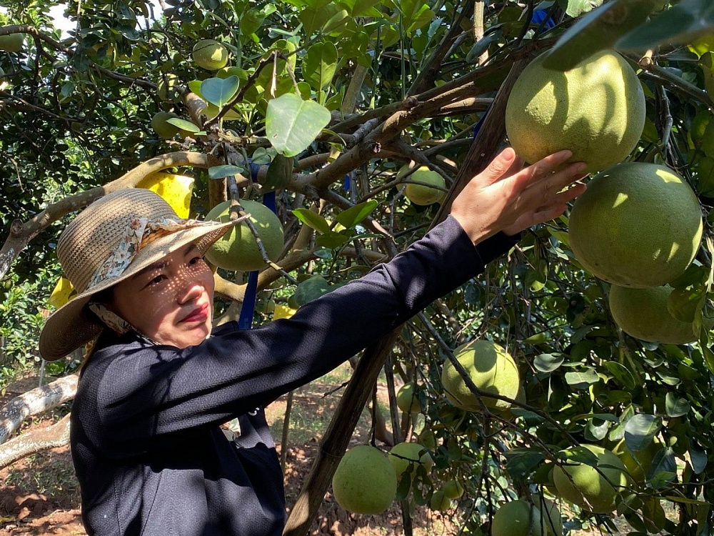 Sản phẩm bưởi Phúc Trạch của gia đình không chỉ dừng ở chất lượng mà còn được công nhận OCOP 3 sao. Ảnh: NVCC