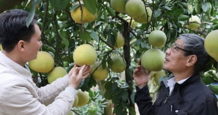 Thu nhập nâng cao từ phát triển vùng trồng bưởi hữu cơ