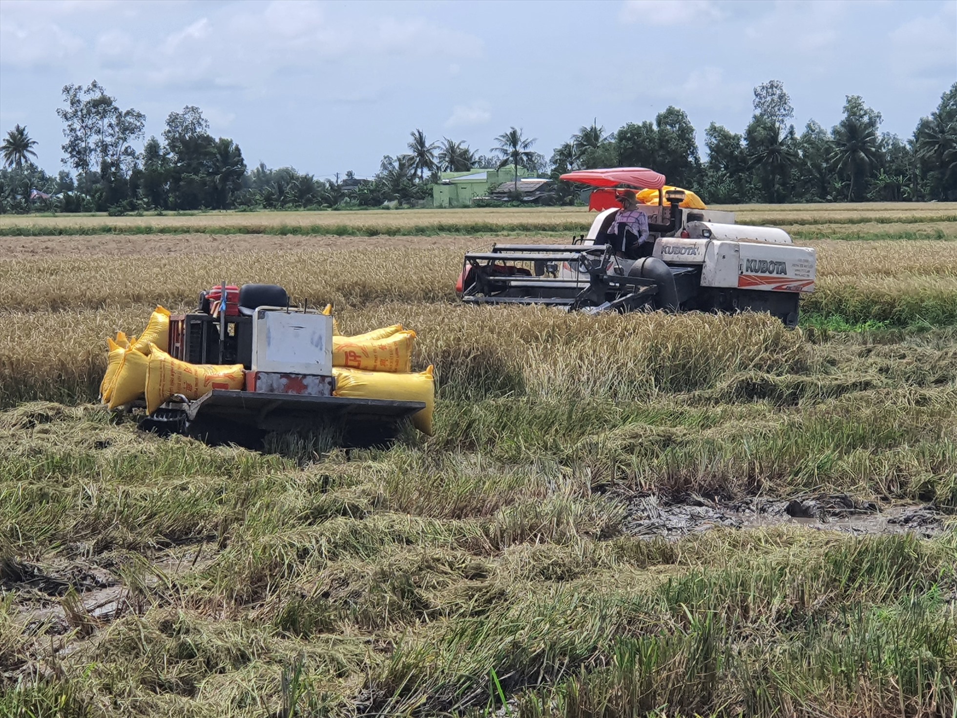 Giá lúa tăng cao nông dân Bạc Liêu phấn khởi đón xuân Quý Mão. Ảnh: Nhật Hồ