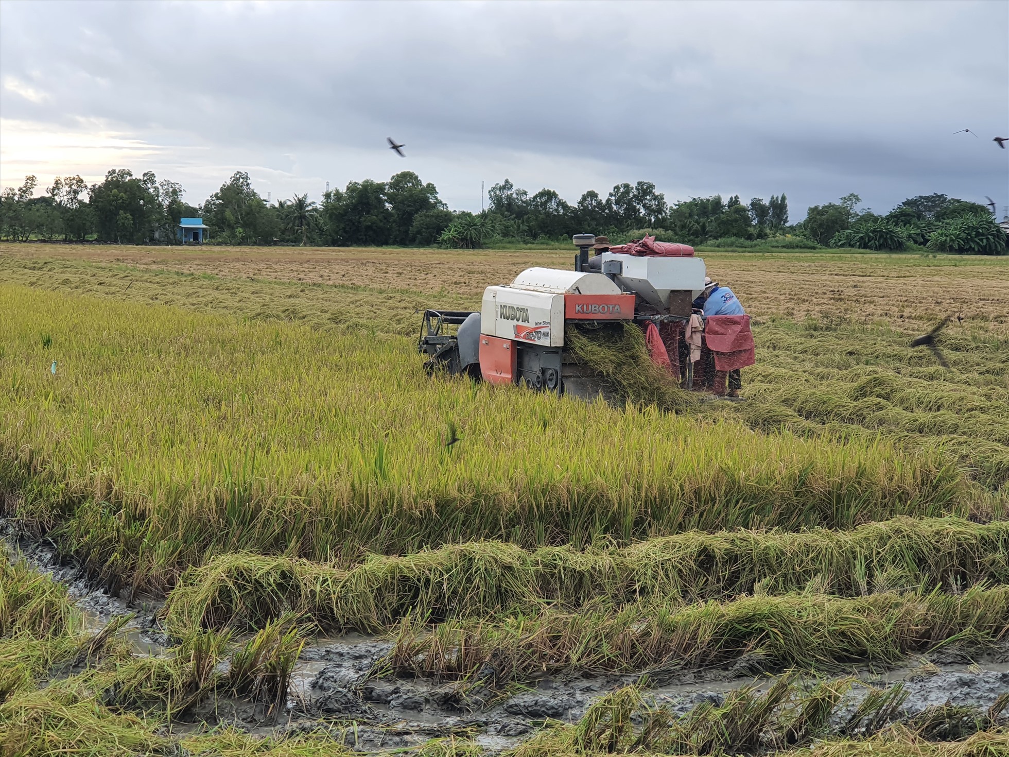 Tỉnh Bạc Liêu khuyến cáo nông dân trú trọng đến chất lượng hạt lúa để giữ được giá cao. Ảnh: Nhật Hồ