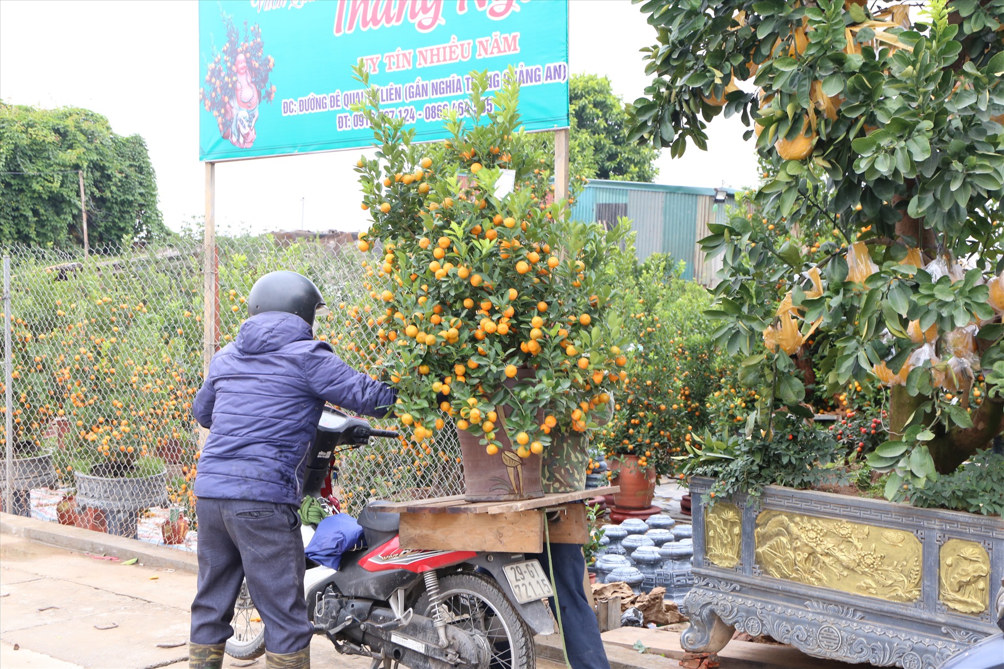 Nhiều người dân đi hàng chục km đến tận vườn ươm để chọn được một cây quất ưng ý. Ảnh: Vĩnh Hoàng
