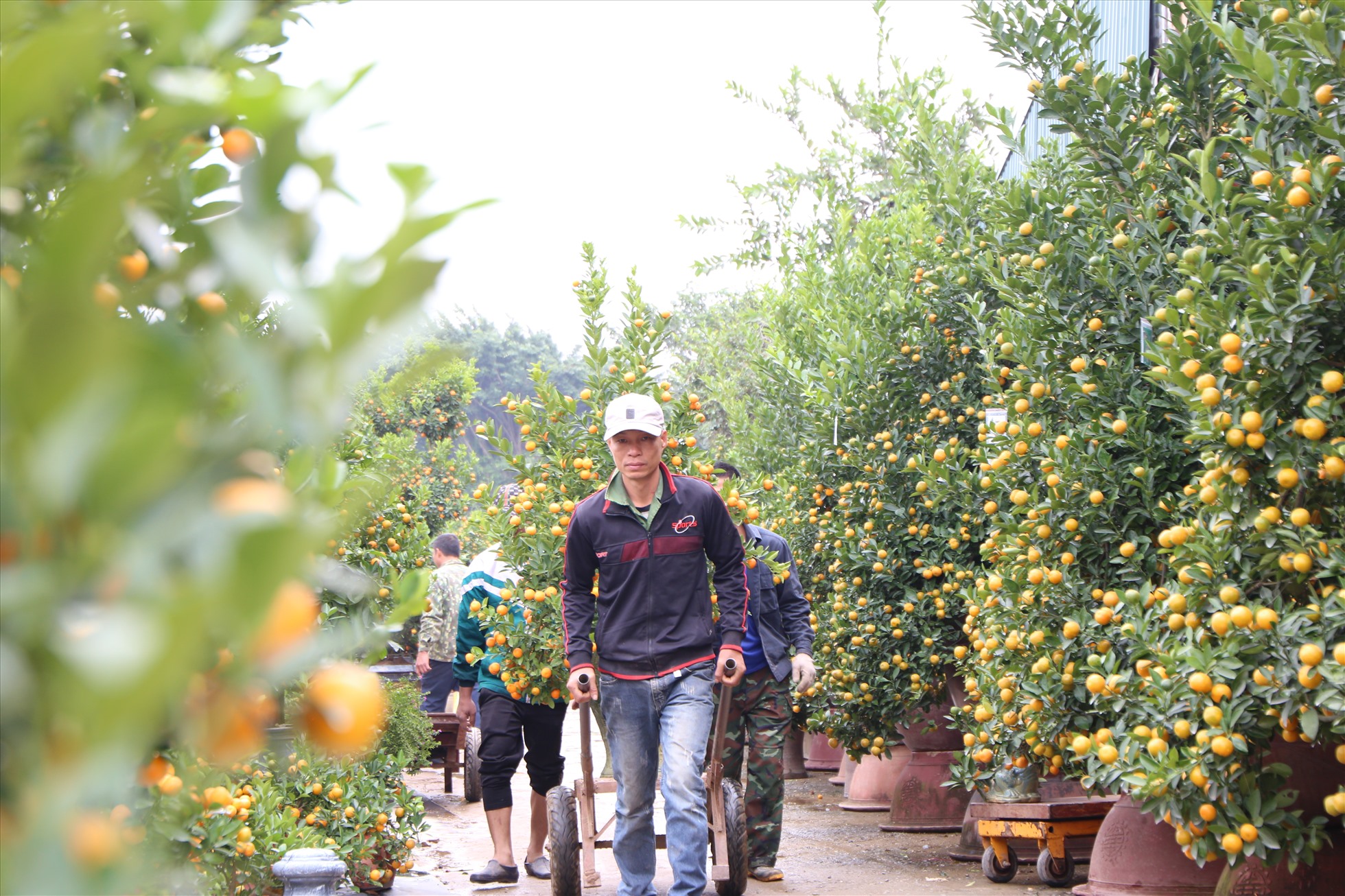 Nhân công đang vận chuyển quất chuẩn bị giao cho khách hàng. Ảnh: Vĩnh Hoàng