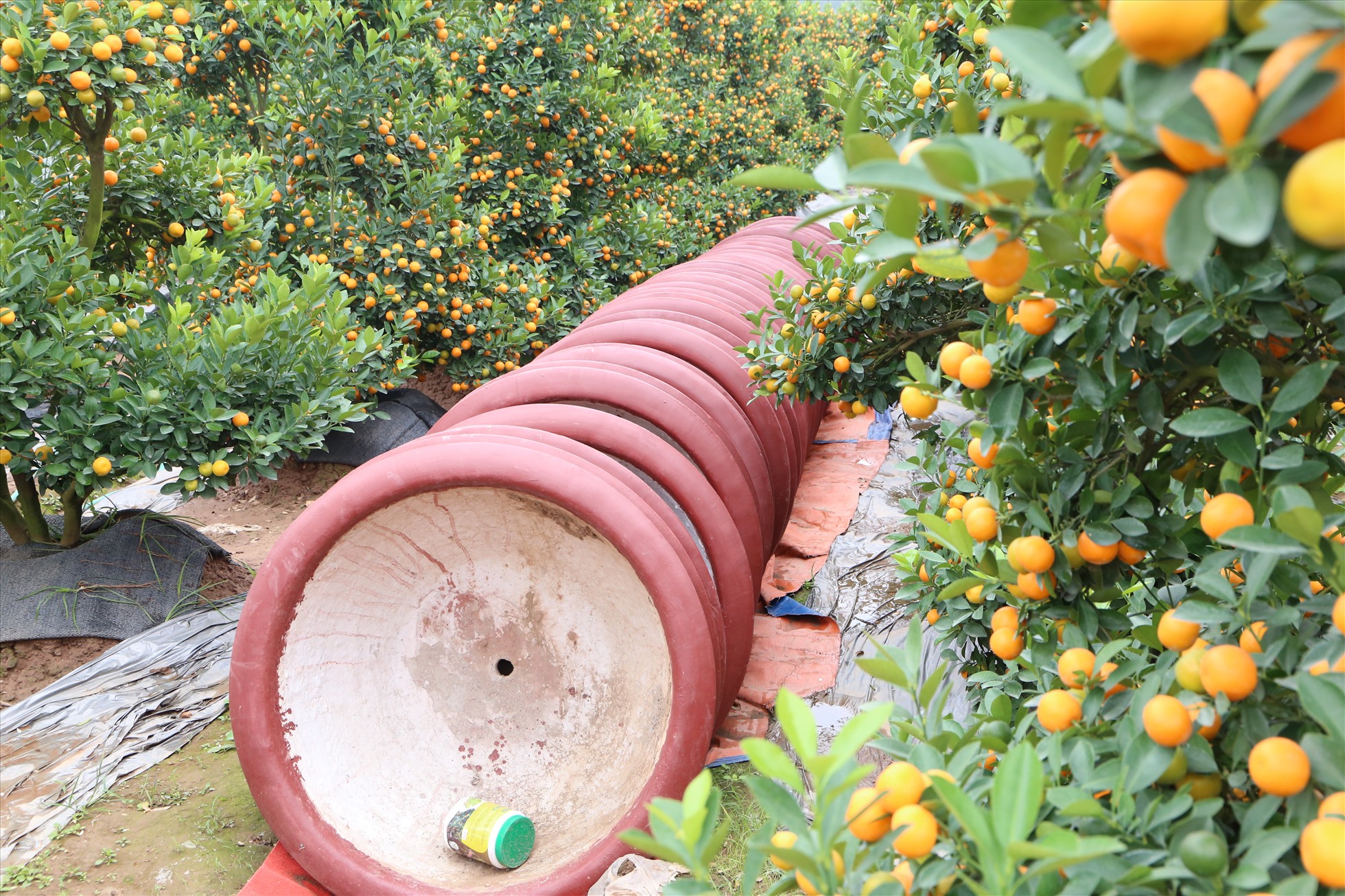 Hàng dài chậu gốm đang chờ được trồng quất vào. Ảnh: Vĩnh Hoàng