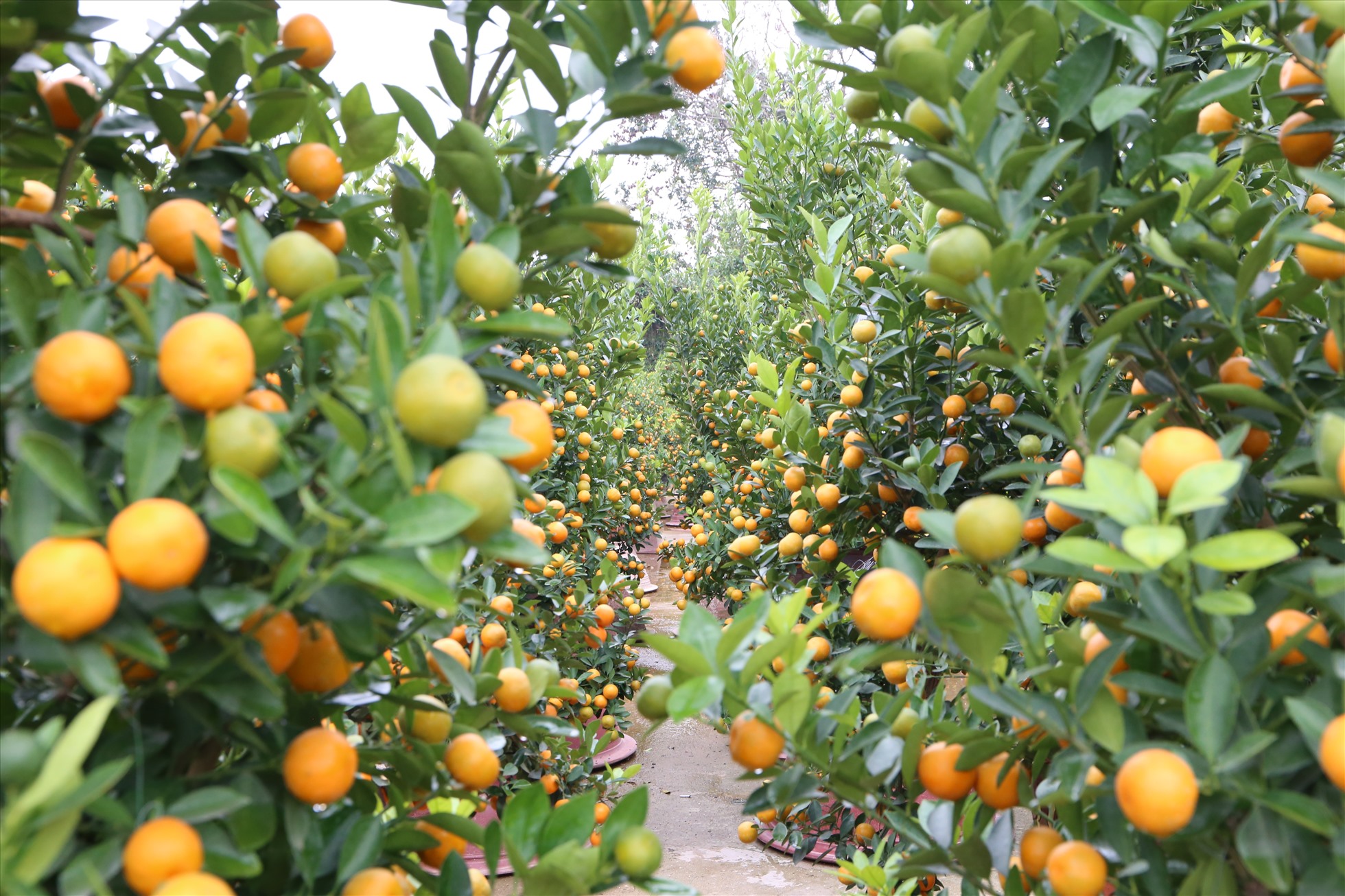 Quất bonsai vẫn chiếm số lượng lớn do được sự ưa chuộng của người dân những năm gần đây. Ảnh: Vĩnh Hoàng