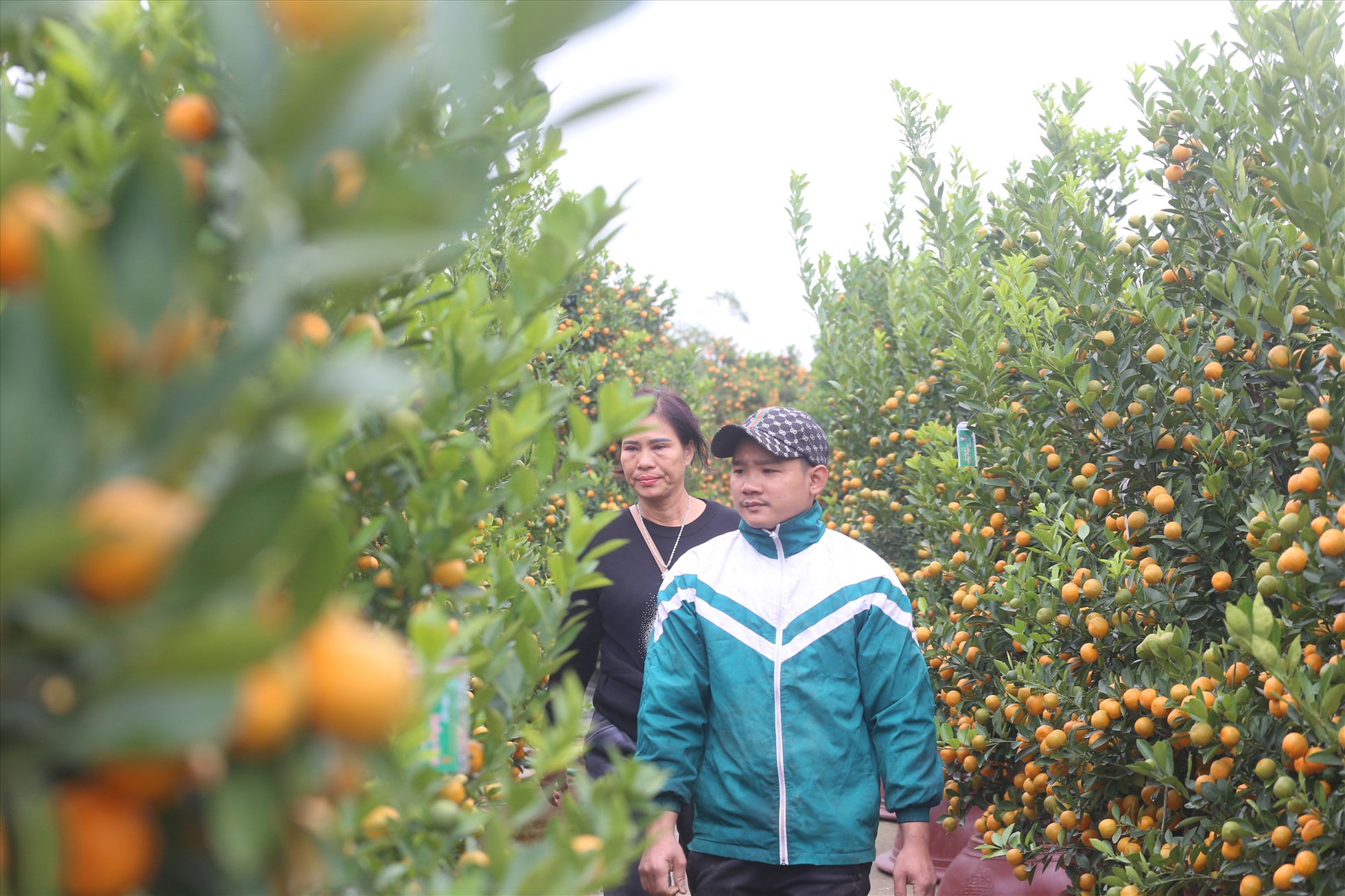 Chủ vườn quất cùng nhân công đi kiểm tra quất để giao cho khách. Ảnh: Vĩnh Hoàng