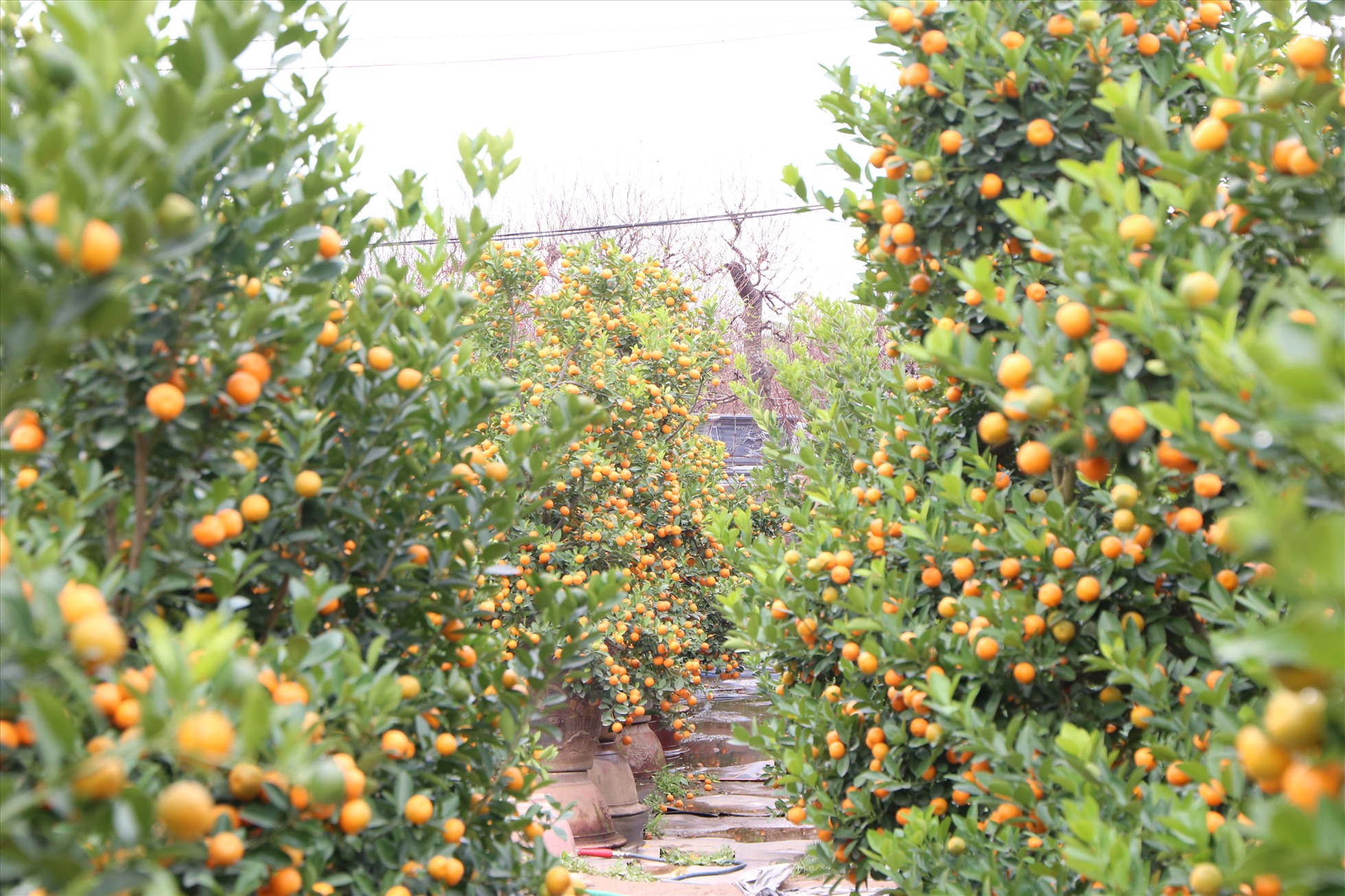 Nhiều gốc quất sẵn sàng phục vụ người dân dịp tết này. Ảnh: Vĩnh Hoàng