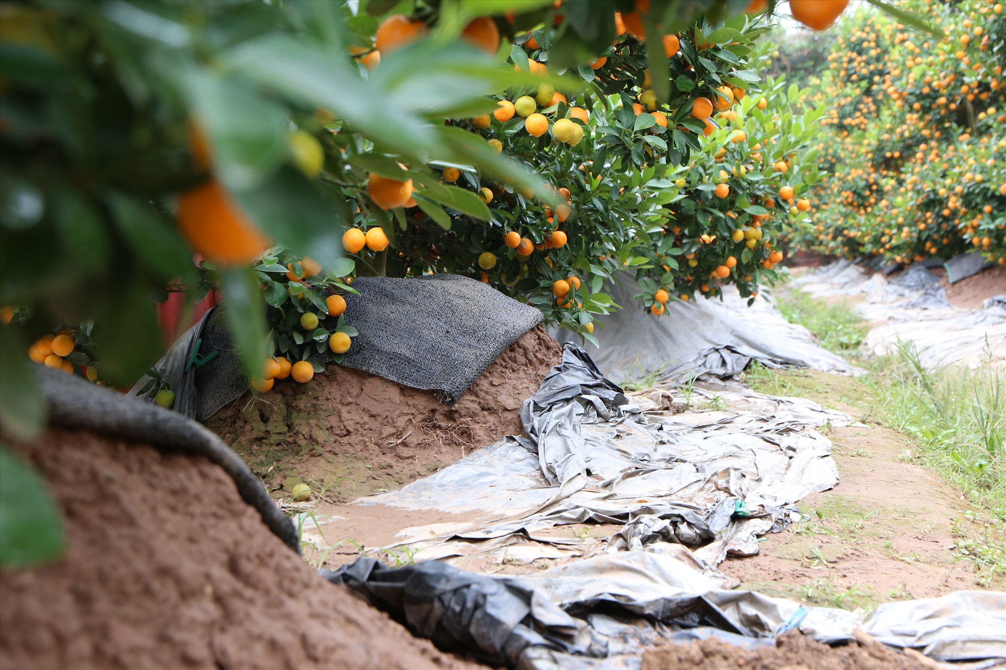 Nhiều gốc quất đang được trồng để kịp cung ứng cho thị trường. Ảnh: Vĩnh Hoàng