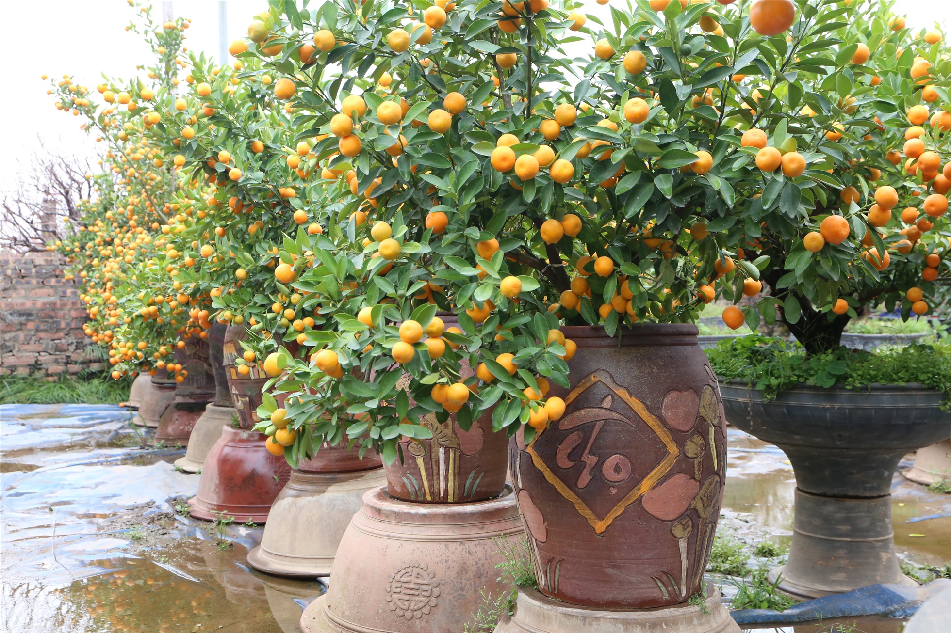 Quất trong nhiều bình gốm được trang trí đa dạng. Ảnh: Vĩnh Hoàng